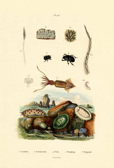 Sea Slug by French School